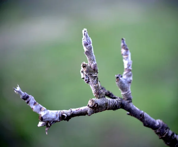 Image of an apple buds in march, — Stock Photo, Image