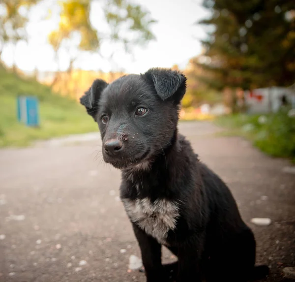 Trauriger Straßenhund — Stockfoto