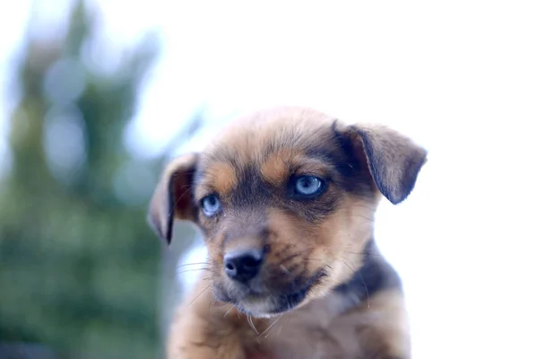 Trauriger Straßenhund — Stockfoto