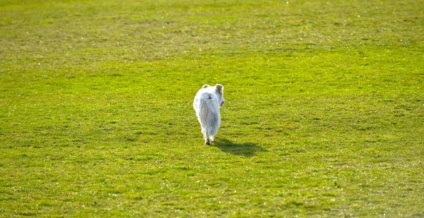 Бездомная брошенная бродячая собака на футбольном поле — стоковое фото