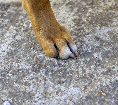 bir Amerikan staffordshire terrier pençe, yakın çekim