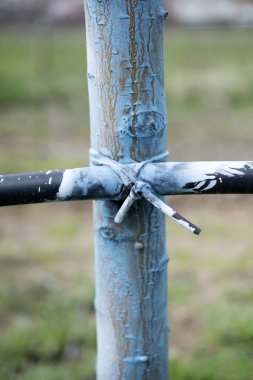 elma ağaçlarının Mart ayında Bordeaux küf mücadele için karışımı ile tedavi. Bordeaux karışımı organik tarımda izin verilir ve yıkım ve diğer bitki hastalık karşı korur.