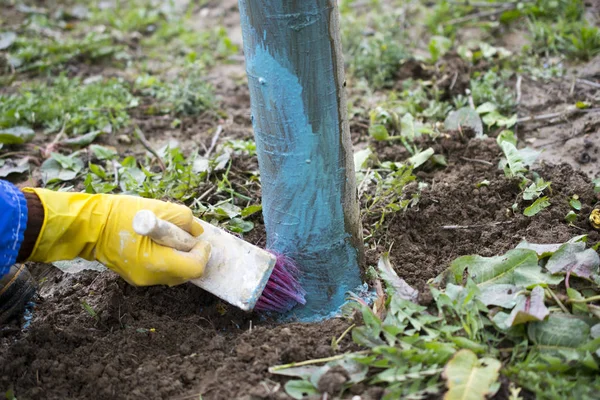 Macieiras em marcha tratadas com mistura de Bordéus para combater o míldio. Mistura de Bordeaux é permitida na agricultura para como um fungicida, O agricultor usa fungicidas em madeira com escova — Fotografia de Stock