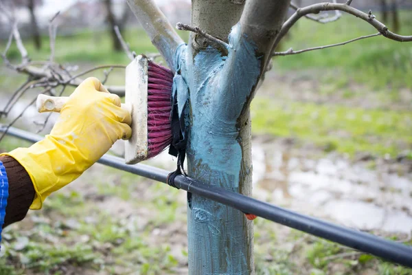 Manzanos en marcha tratados con mezcla de Burdeos para combatir el moho. mezcla de Burdeos se permite en la agricultura como fungicida, El agricultor utiliza fungicidas en la madera con pincel — Foto de Stock