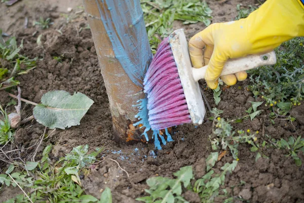 Manzanos en marcha tratados con mezcla de Burdeos para combatir el moho. mezcla de Burdeos se permite en la agricultura como fungicida, El agricultor utiliza fungicidas en la madera con pincel — Foto de Stock