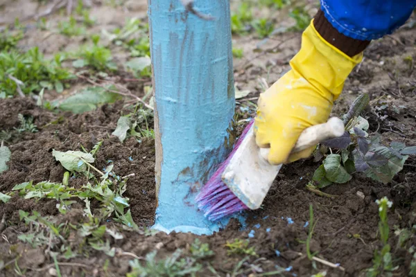 Manzanos en marcha tratados con mezcla de Burdeos para combatir el moho. mezcla de Burdeos se permite en la agricultura como fungicida, El agricultor utiliza fungicidas en la madera con pincel — Foto de Stock