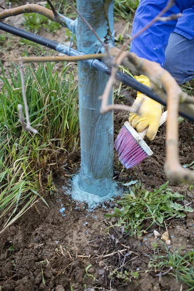 Macieiras em marcha tratadas com mistura de Bordéus para combater o míldio. Mistura de Bordeaux é permitida na agricultura para como um fungicida, O agricultor usa fungicidas em madeira com escova — Fotografia de Stock