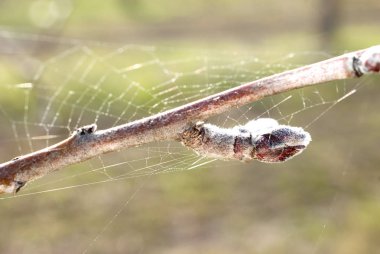Bir dal, makro görüntü üzerinde Apple tomurcukları
