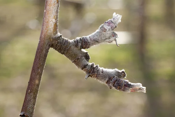 Apple buds on a twig, macro image — Stock Photo, Image