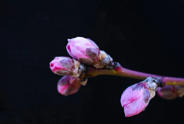 Flor de pêssego ou botão florescendo na árvore, close-up — Fotografia de Stock