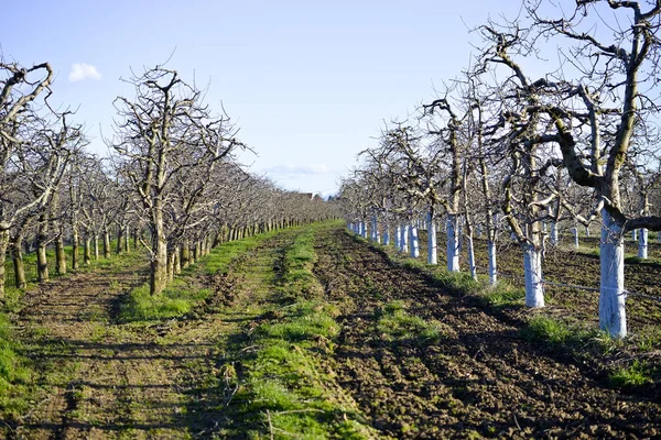 Apple garden in spring before blossoming — Stock Photo, Image