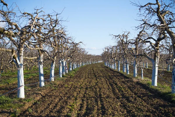 Apple garden in spring before blossoming — Stock Photo, Image