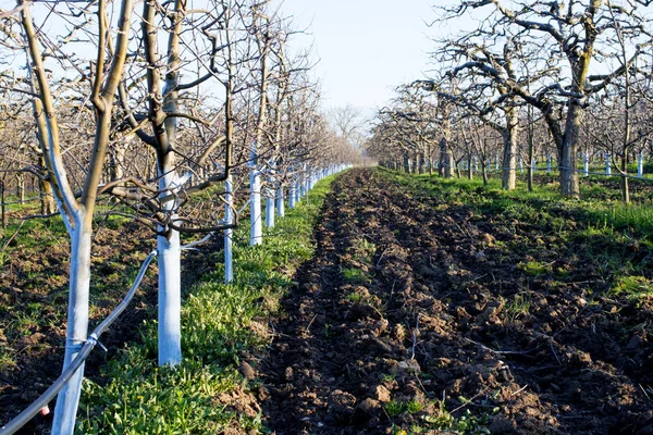 Jardim de maçã na primavera antes de florescer — Fotografia de Stock