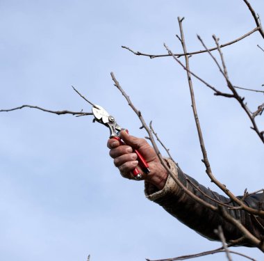 ilkbaharda elma ağacı budama