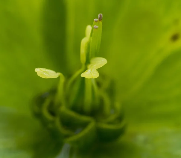 Stempel und Staubgefäße einer Blume — Stockfoto