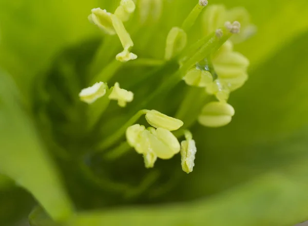 Pistils 및 stamens 꽃의 — 스톡 사진