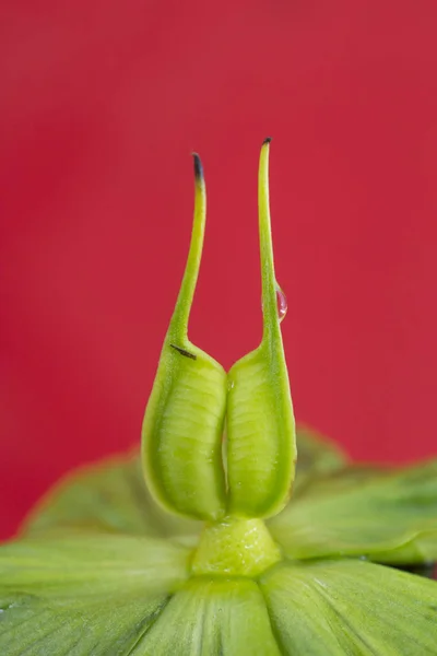 Pistilos e estames de uma flor — Fotografia de Stock