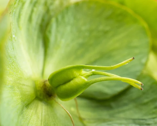 Pistilos e estames de uma flor — Fotografia de Stock