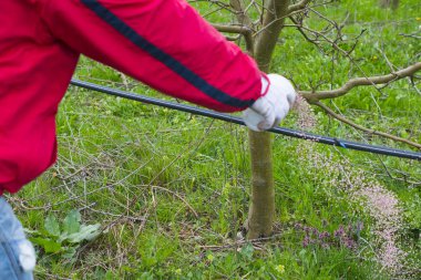 Elini gübre Ekim. Elma bahçesi dikkat çekmek için önemli adımlar.
