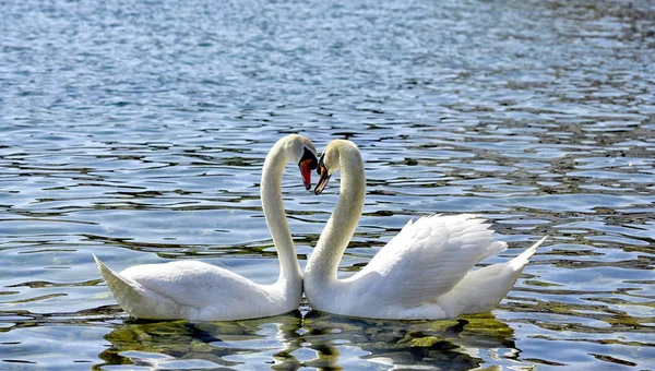 Two Swans form a love heart shape with their necks — Stock Photo, Image
