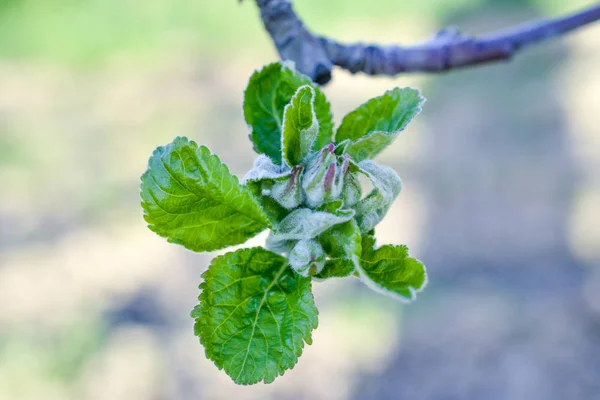 Primeiras folhas de um botão de maçã — Fotografia de Stock