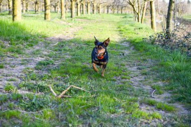 minyatür pinscher köpek doğada