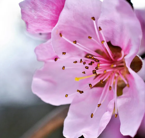 Fleurs de pêche sur l'arbre — Photo