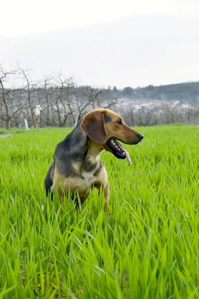 Бродячий собака сидить на пшеничному полі — стокове фото