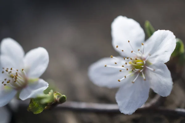 White blossom on old wood background shallow dof — Stock Photo, Image