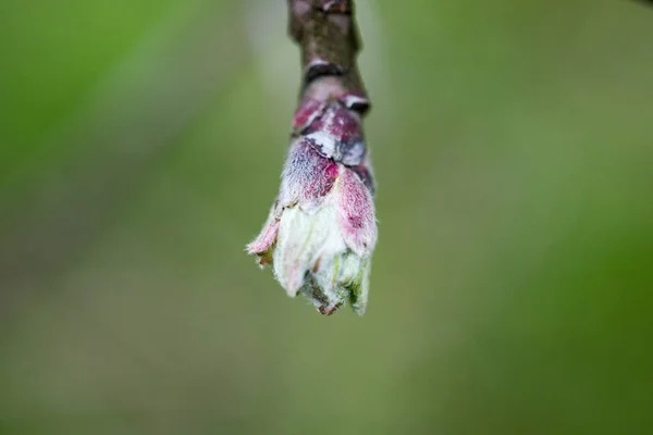 Broto de maçã em um pomar em abril , — Fotografia de Stock