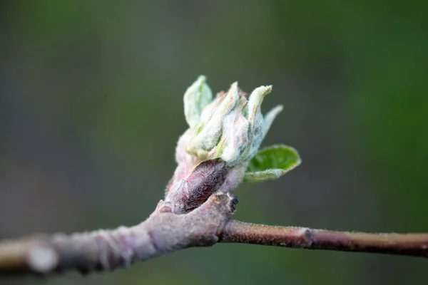 Apple knopp på en fruktträdgård i april, — Stockfoto