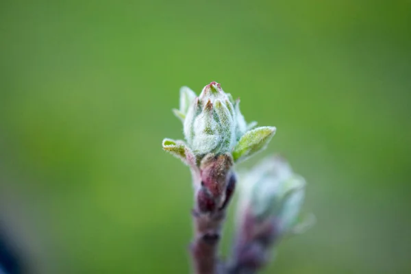 Broto de maçã em um pomar em abril , — Fotografia de Stock