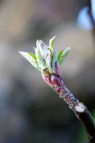 Elma bud tarih Nisan ayında bir meyve bahçesi, — Stok fotoğraf