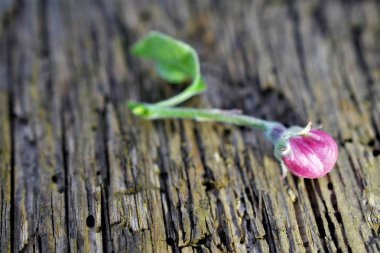 Çiçek açması elma ağacı dalında bir meyve bahçesi