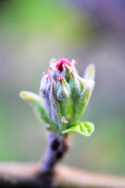 Blossoming apple tree branch in an orchard — Stock Photo, Image