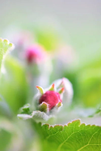 Ramo de macieira florescente em um pomar — Fotografia de Stock