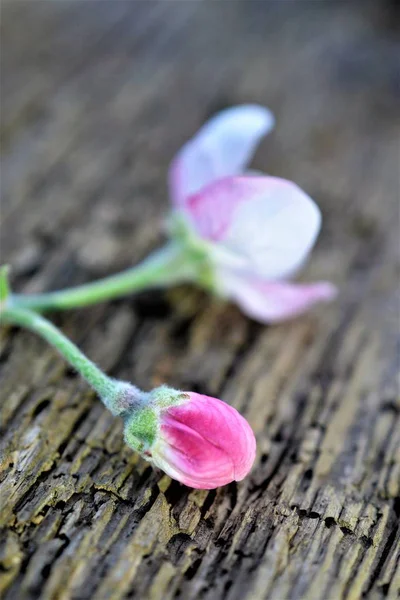 Branche florissante de pommiers dans un verger — Photo