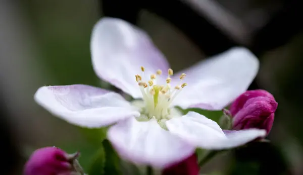 Rama floreciente del manzano en un huerto —  Fotos de Stock