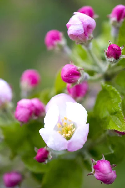 Çiçek açması elma ağacı dalında bir meyve bahçesi — Stok fotoğraf