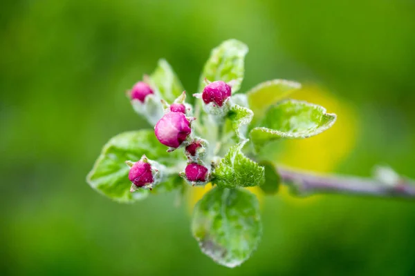 Blommande apple trädgren i en fruktodling — Stockfoto