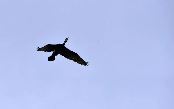 Aalscholvers vogels op de bomen op het eiland golem grad, Prespameer, Macedonië — Stockfoto