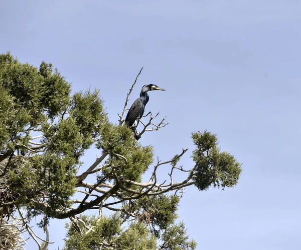 Cormorants birds on the trees on island golem grad, lake prespa, macedonia — Stock Photo, Image