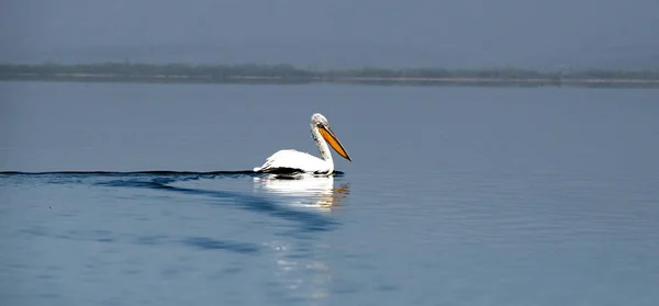 Pelicano branco um lago prespa na macedônia — Fotografia de Stock