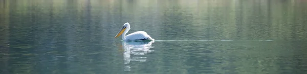 Pélicanon blanc un lac prespa en macédonie — Photo