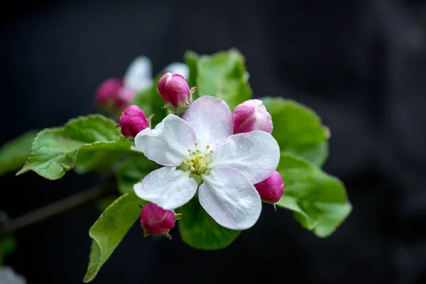 Quadro de uma maçã rosa floresce em abril — Fotografia de Stock