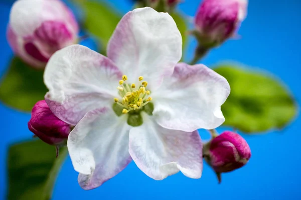 Foto de una manzana rosa florece en abril —  Fotos de Stock