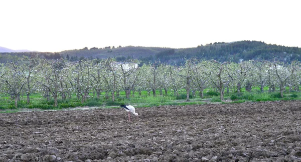Vit stork på fältet färska upplöjd utfodring med maskar — Stockfoto
