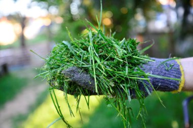 womah taze taşınan ot elinde tutan koruyucu eldivenler ile görüntü