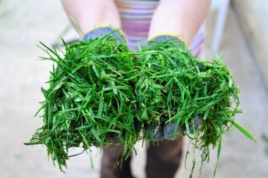 womah taze taşınan ot elinde tutan koruyucu eldivenler ile görüntü