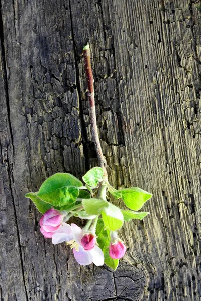 Quadro de uma maçã rosa floresce em abril — Fotografia de Stock